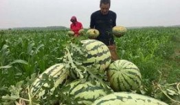 吃瓜群众免费吃瓜香港,香港美食之旅